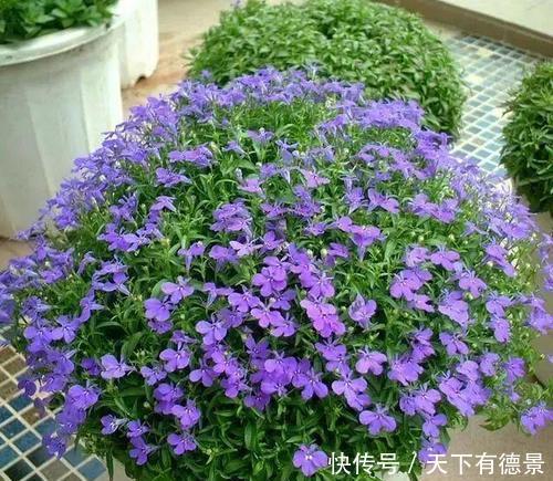 5种漂亮花，吊起来养花开满盆，不占地方，能养几十盆！