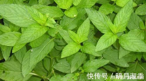 柿子|它是痔疮的“特效药”,每天吃一点,清热解毒,消除痔疮难复发