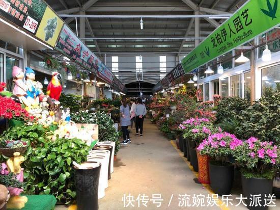 增光剂|花卉市场“水深”里这四种花别买，买一盆死一盆，根本养不活！