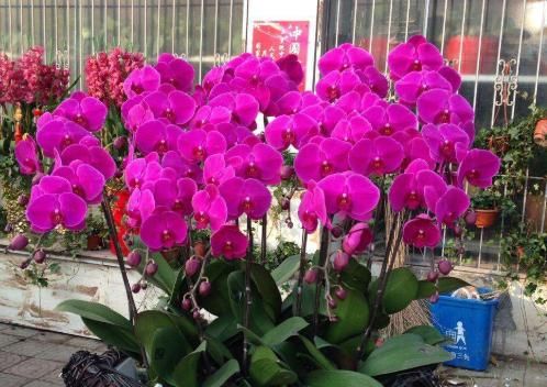 “3种花”哪怕最美，大家也不要随便养，高手都很难养好它们