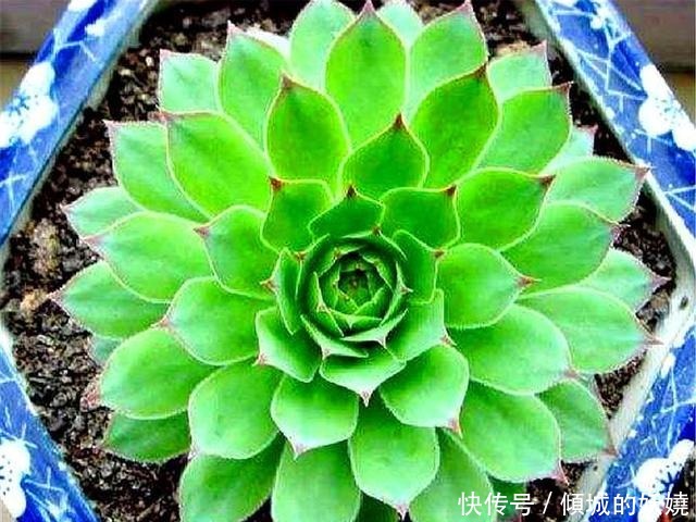 爆盆|观音莲度夏很简单,紧抓4个细节,不烂根不徒长,秋天长爆盆