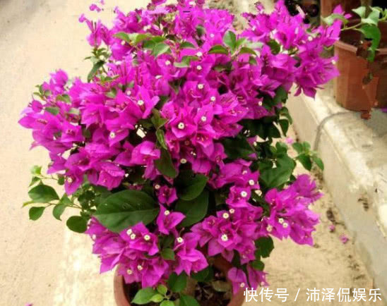 三角梅|养三角梅，给它披1件“黑棉袄”，花开爆满盆，养出一片花海，美