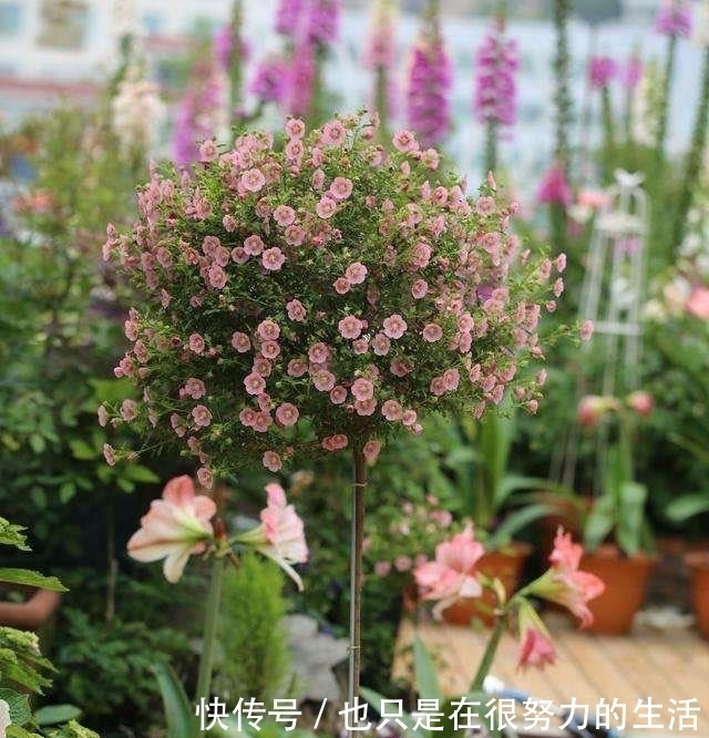 长成|小木槿养成“棒棒糖”,有一步不可少,只需一年长成小树长满花苞