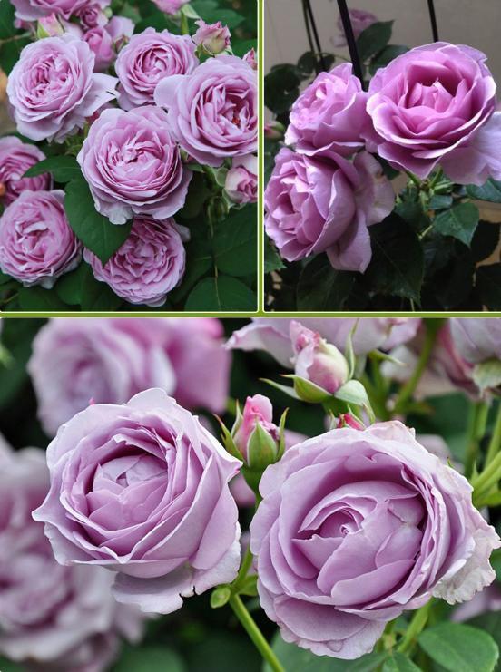 月季中最被赞绝花色,一年四季开花,花色迷人,开花量多,易爆盆