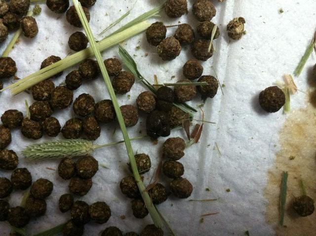 臭臭的却是“养花宝”,盆里用一点,新芽萌发快,不怕养不活!