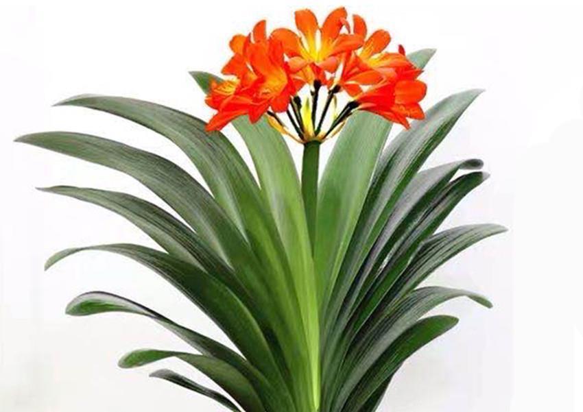 啤酒水|君子兰一生就喜欢一种土和两种肥，好好把握，再也不怕长不好