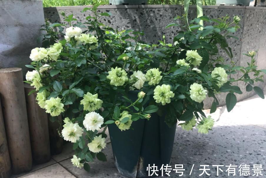 爱情|它是灌木蔷薇,名为绿玫瑰,寓意:永不老去的爱情,人见人爱