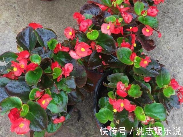 家中有阳台就养3种花,盆栽好养又漂亮,一年四季花开不断