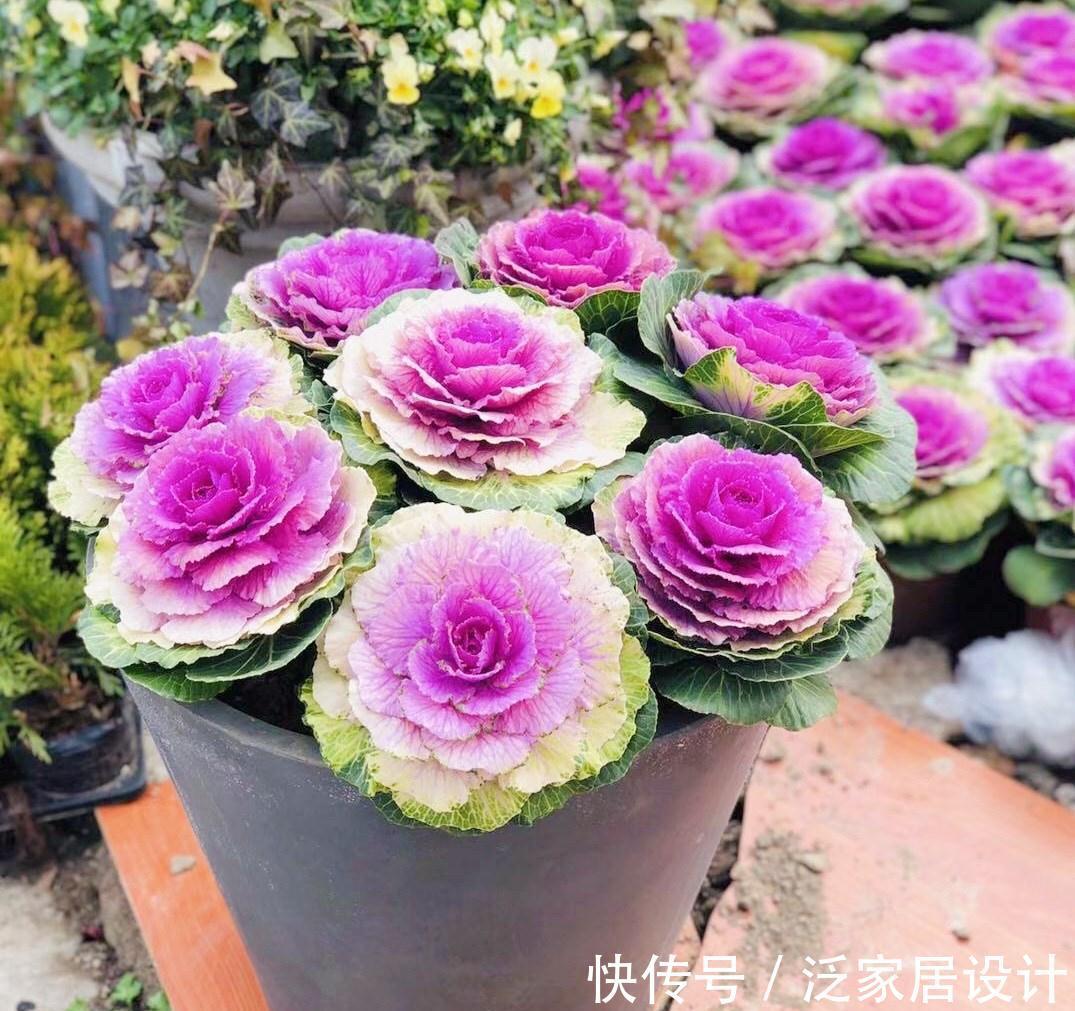 迷迭香|6种“漂亮花”,阳台种一盆,能凉拌能泡茶,生长泼辣,开花多