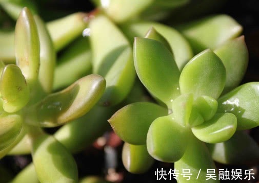 多肉植物|多肉铭月徒长怎么办教你3个小妙招,轻松解决徒长植株更美观