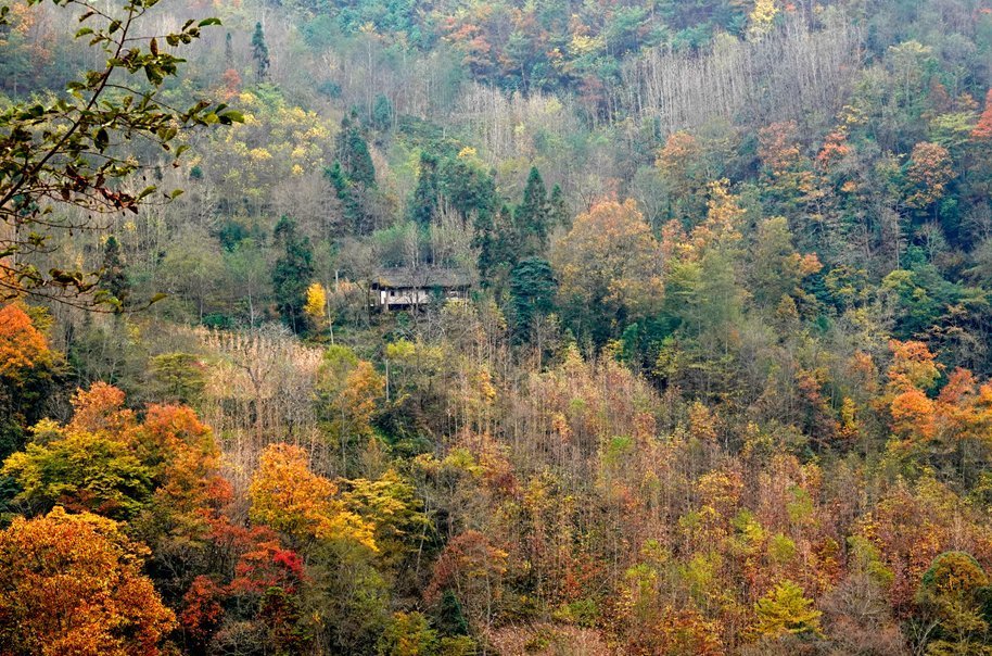 徐塘|平武有座山红透了！山上这条云端上的彩林公路秋色如画