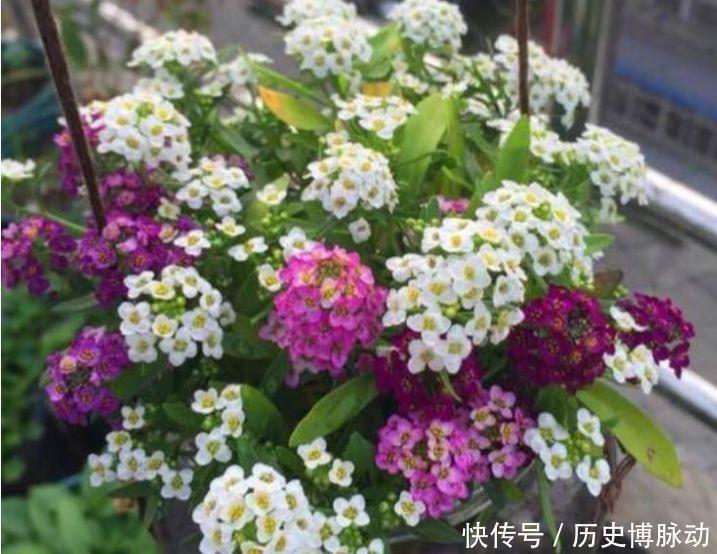 4种花颜值超高，花开挂满枝头，惊艳如花球，美翻了