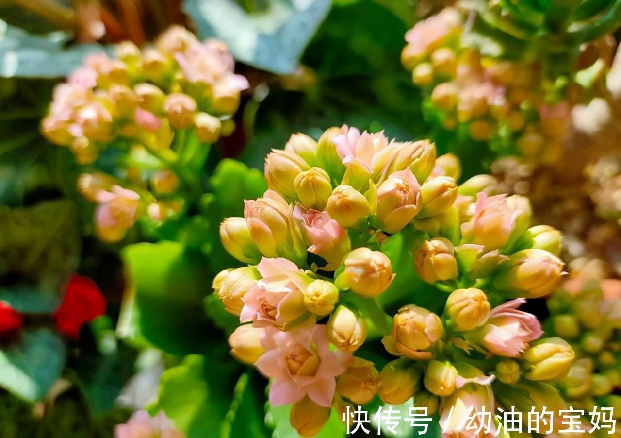 这三种花是“醋坛子”,每周灌一次“酸”水,冰雪天也能绽放群花