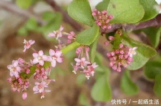 金枝玉叶开花了，特罕见，比雅乐之舞还美！金枝玉叶开花了，特罕见，比雅乐之舞还美！