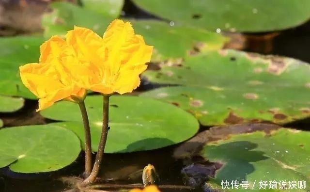  应从|《诗经》中最费解的作品，女人应从第一段读，男人应从第二段读