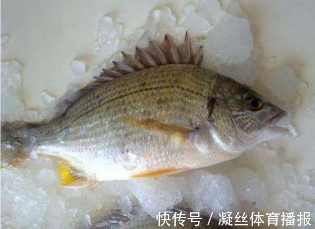 烹饪|买鱼就选择这5种鱼，刺很少，味道还特别鲜美，是烹饪的好食材
