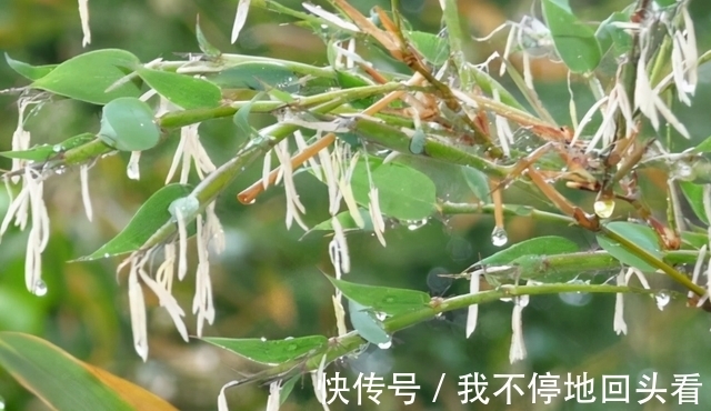 “竹子开花，赶紧搬家”有道理吗？竹子开花到底隐藏了什么秘密？