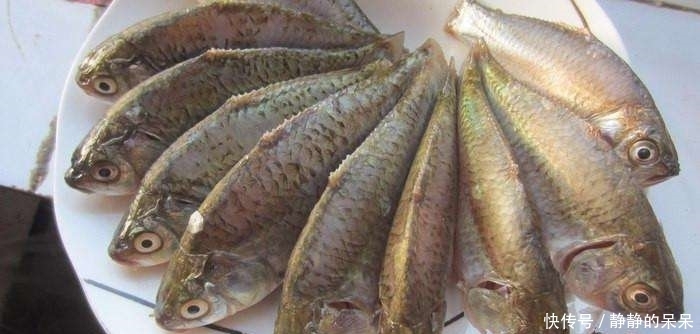 失败|炖鲫鱼只需加盐,汤特别白,而且零失败,原来以前都做错了