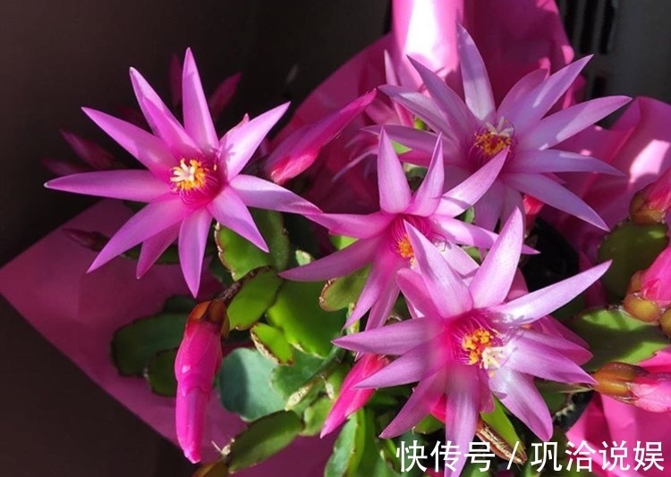 香蕉皮也是养花“宝”,学会2种方法,养花叶子油绿、新芽多