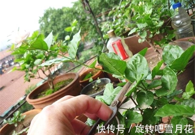 养茉莉花冬天如果不“剃平头”,开春后很可能养成“菜”
