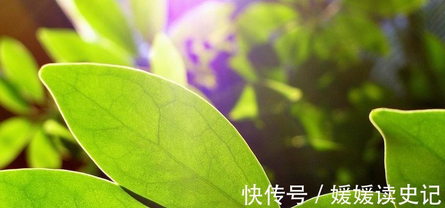 浇花时用上这种神药，能让植物们远离虫害，花枝茂盛