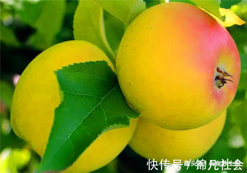 美白养颜|女性要美容,离不开4种食物,养护血管,清理垃圾,美白养颜