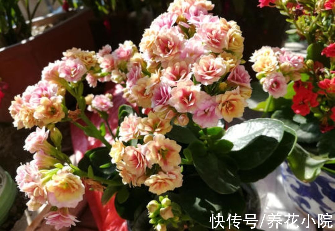 适合冬天养的5种花,好养易活,开花还漂亮