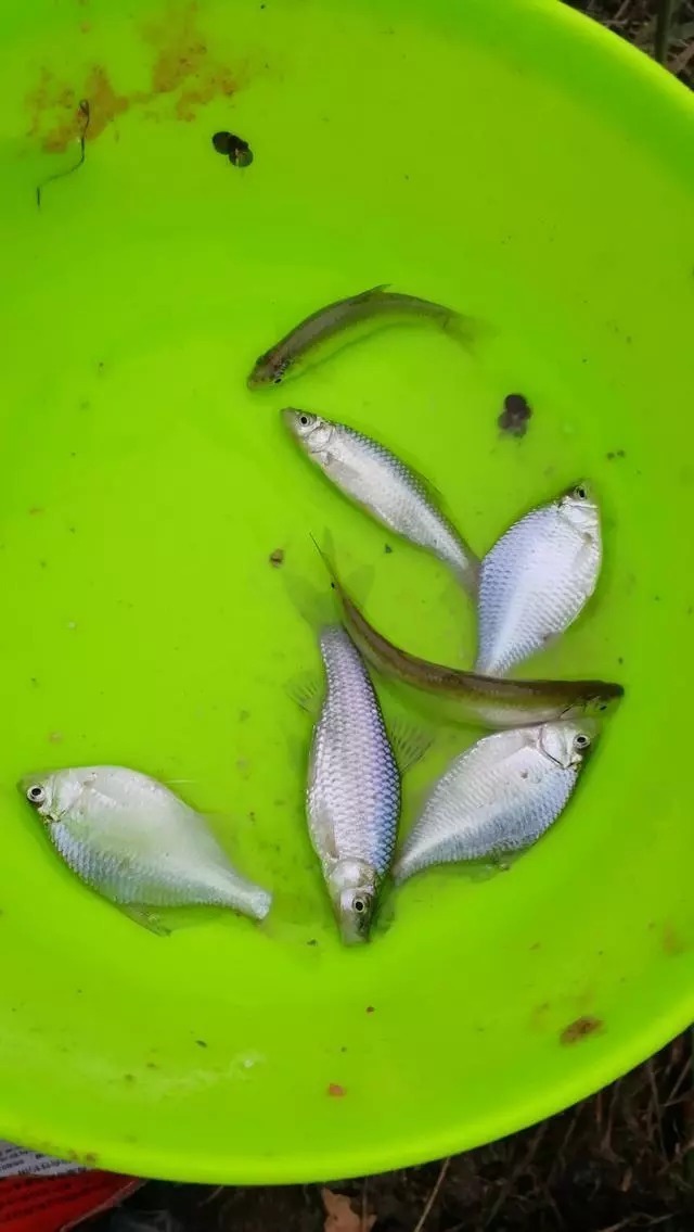 小鱼闹窝,教你几招,其中一招“以毒攻毒”极端法,百试百灵