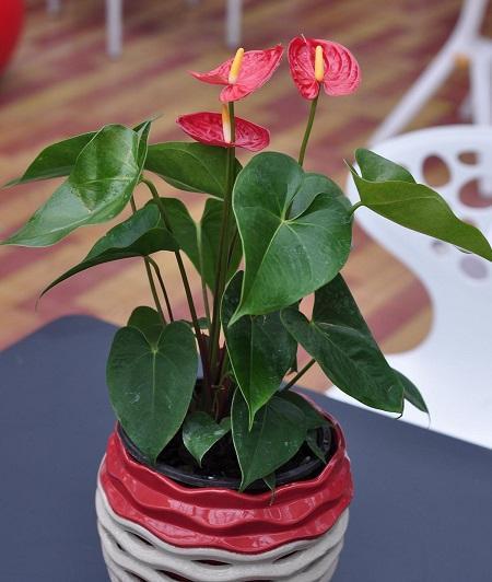 红掌怎么养才能开花 ,注意几点能让红掌常年花色鲜艳