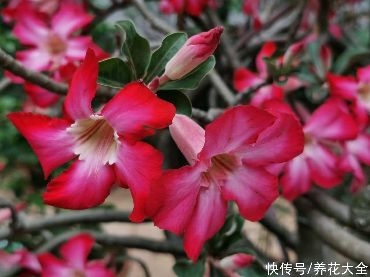 办公桌上养盆花,皮实好养又招财,天天看着心情好