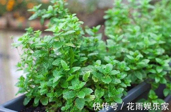 如何把薄荷养到爆盆,几分钟就可以学会,再也没有蚊虫的叮咬