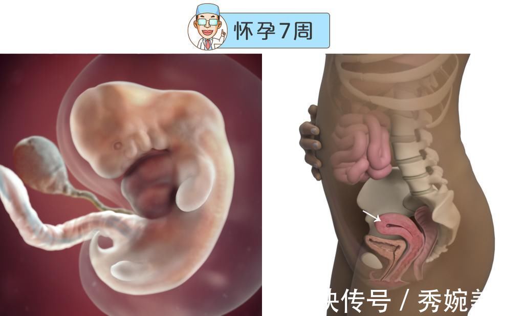 怀孕|最全的怀孕周期图鉴,感受从受精卵到婴儿的神奇变化!