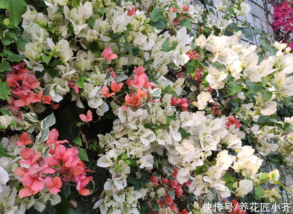 三角梅的正确打理技巧，买到就要做对，养护才简单，才能四季开花