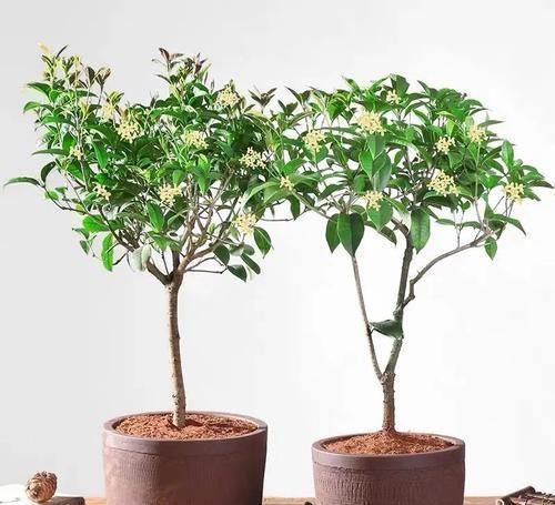 古代的“大户人家”都喜欢养这10种植物，家里养几盆，富贵吉祥旺家宅，你家养了吗