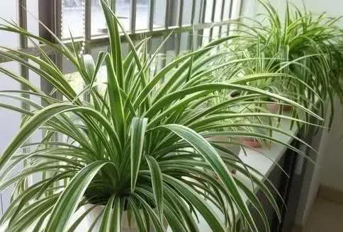 家里养花，就选这些，品味高大上，好养又耐看