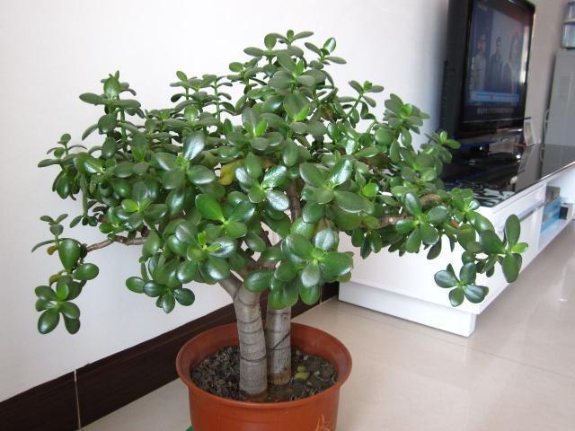 客厅养花选择6种树,自带财气,叶片油绿,旺财、旺人