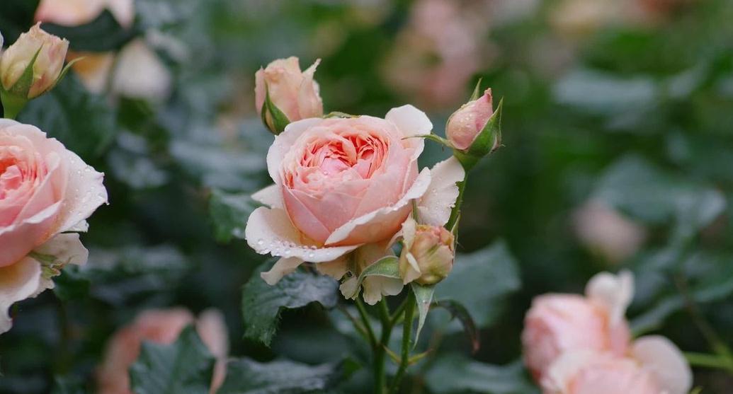 老枝|又到了欧月爆花的季节,这样养护爬满你的院子