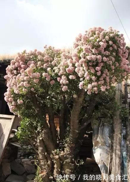 养玉树3个“控养法”,学会克制,才能长成“玉树临风”的大盆景