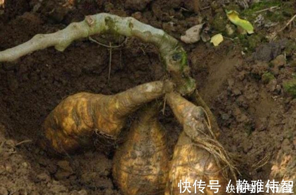 野葛|农村这种野草,有很好的润肠通便功效,如今加工成粉要80元一斤