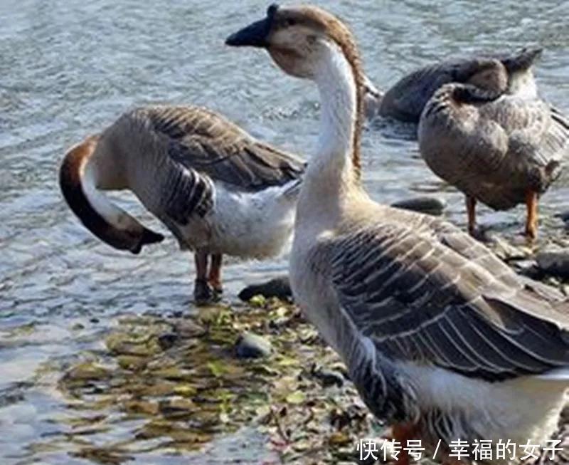 道县的三大荤菜特产,一道比一道绝