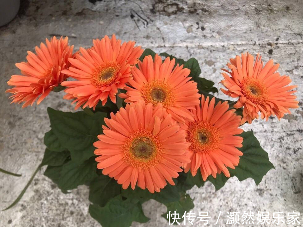 此花是世界四大切花之一,与月季花齐名,周年开花,还可盆栽观赏