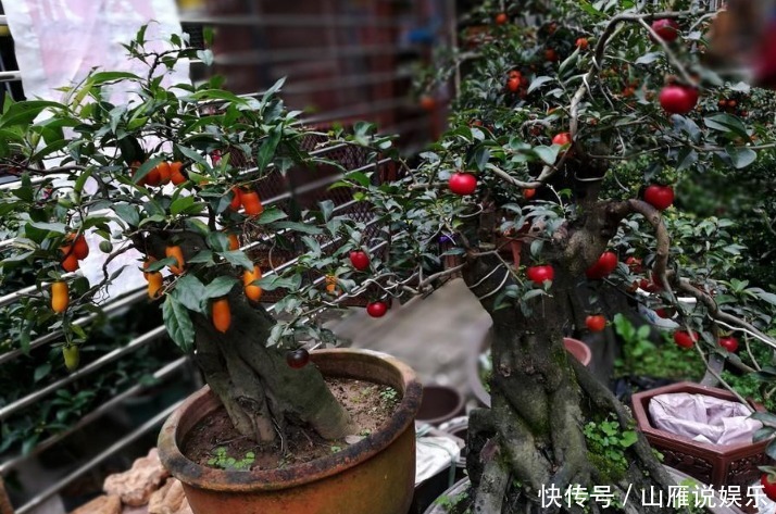 这种植物的果子挂枝头很像灯笼,是观果盆景的上好品种,你喜欢吗