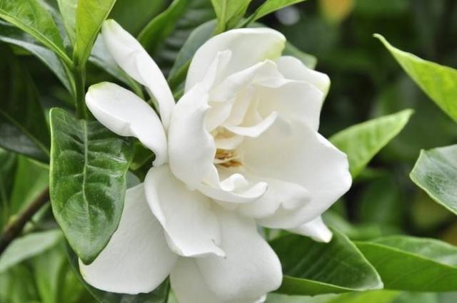 栀子花度夏难,几个关键的养护知识你要知道,枝繁叶茂