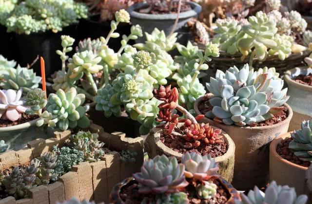 花友|提醒肉友换盆土,你弄清楚什么时候动手合适,如何操作了吗