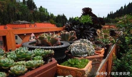 婆婆说家有平房,正好把多肉养屋顶,夏季易出状态,室内还凉爽!