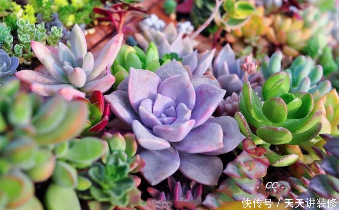 一个盆种了9种花,老妈非说养不好,差点被拔光