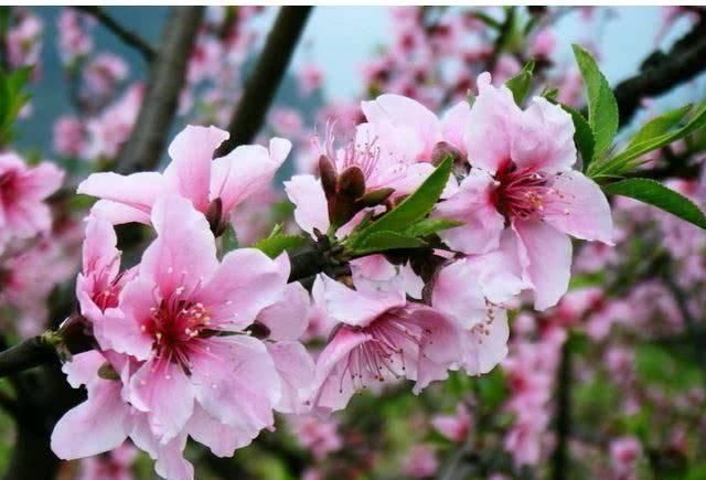 降脂减肥|便秘“最怕”的几种食物，每天换着吃，快速排便，肠道更健康