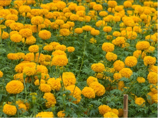 你是养花杀手学习简单四个小技巧，让你的花枝繁叶茂