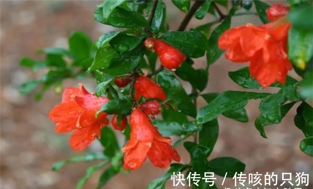 皇太妃|六首诗词中的端午与石榴花:榴花照眼江天暮,榴花不似舞裙红