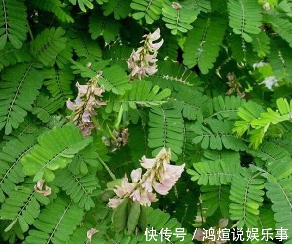 鸡骨草|农村这种“鸡骨草”,普通无奇被当作害草却好处多,竟是养生良药